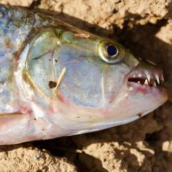 Das ist ein Tigersalmler