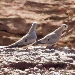 Das sind Kaptäubchen