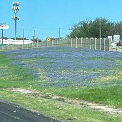 Blue bonnets along the side of the road