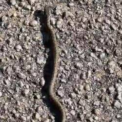 🐍😊 von vor 2 Tagen, hiermit nachgereicht