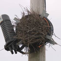 Fertig gebaut – ein riesiges Nest, perfekt eingefügt zwischen die Kabel 🔌😄