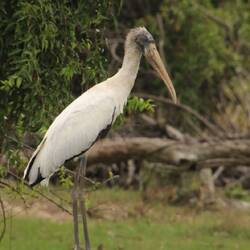 Wood Stork