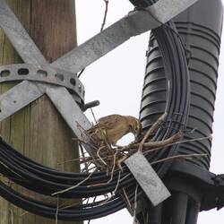 Start des Nestbaus: Vögel sind echte Statiker. (Firewood-gatherer)