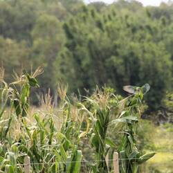 Parakeets gelten vielerorts als „Plage“, vor allem in Städten & landwirtschaftlichen Regionen.