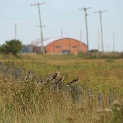 Guira Cuckoo