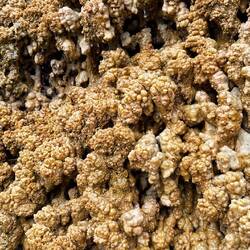 Dieser sogenannte „Dornstein“ umhüllt immer mehr die einzelnen Zweige.