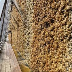 Im Laufe der Zeit setzen sich an den Schwarzdornzweigen immer mehr Ablagerungen fest.