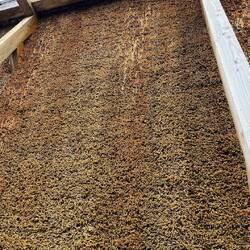 Bei dem Herabtropfen der Sole setzen sich Gips und Eisenverbindungen an den Schwarzdornzweigen ab.