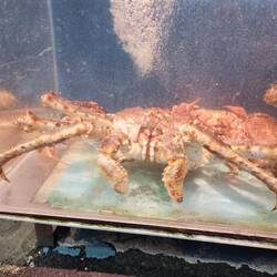 King crab
