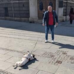 This dog just insisted on enjoying the sunshine!