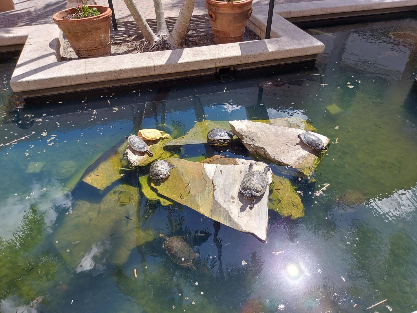 Links eine Weiße und denen scheint es zu gefallen, die im Vordergrund chilled.