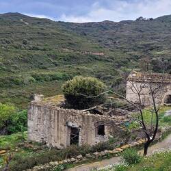 Wächst da ein Baum aus dem Haus?