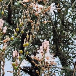 Blüten und Früchte