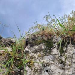 Steinbewuchs
