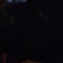 Pfauen in der Bergoasen Tamerza