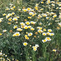 Kronenwucherblume (Glebionis coronaria