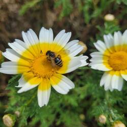 Frühling! Die ersten Bienen sind da