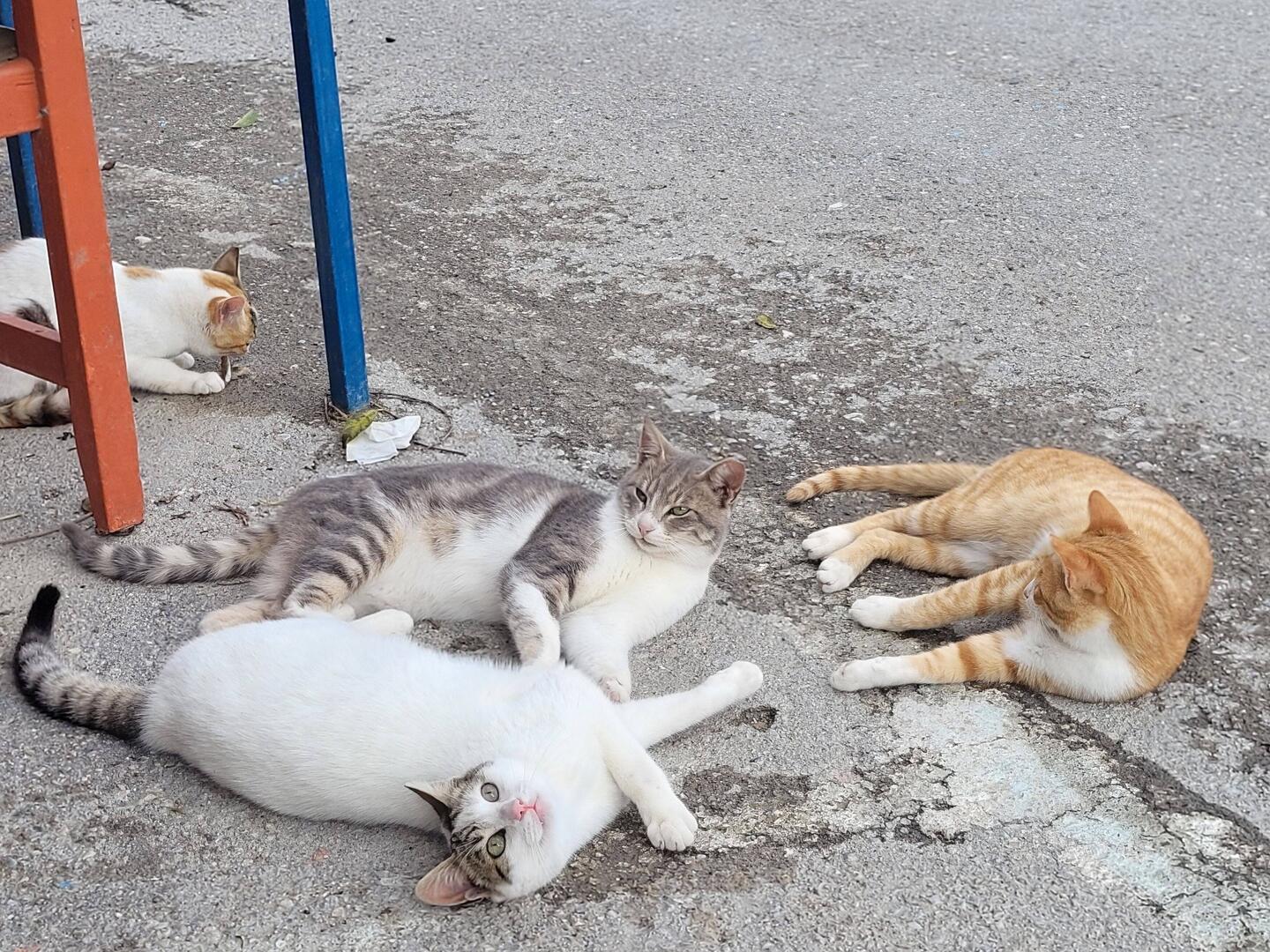 Straßenkatzen