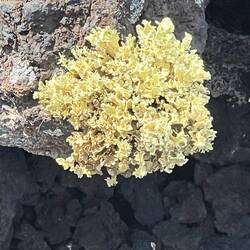 Flechten auf Vulkangestein