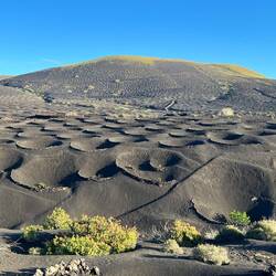 Weinanbau in kleinen 'Kratern'