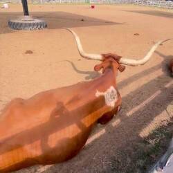 This video is at the pen where the cows are waiting to make their march down the road