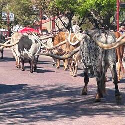 Look at those big horns