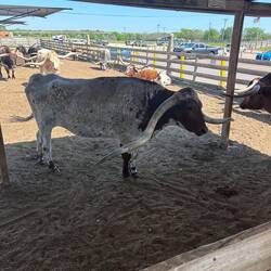 This cow was hitting his horns on the post, trying to walk by