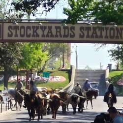 The start of the cows marching