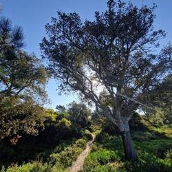 Gemäss Komoot isch ds Eine Korkeiche