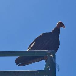 Die Geier warten schon...