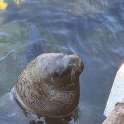 Und Seelöwen tummeln sich auch im Hafen