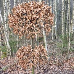 Wer hat den wohl mitten im Wald so kugelig geschnitten.