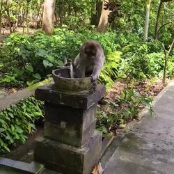 Monkey forest. Thirsty monkey turned on facet..