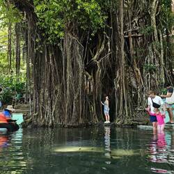 Old Enchanted Balete Tree. Rubbeln bringt Glück.