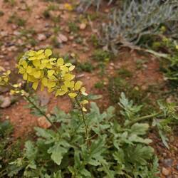 Raps, wird grad geerntet