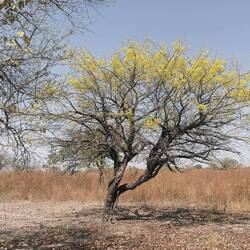 Der Cassia Baum! Sehr stark duftend