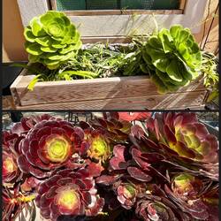 Ob die bei mir auch mal so groß werden?