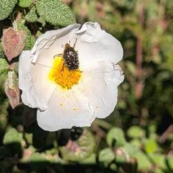 Zistrose mit Trauer-Rosenkäfer