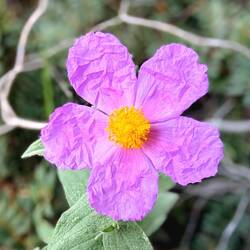 Eine Zistrose - sooo filigrane Blütenblätter