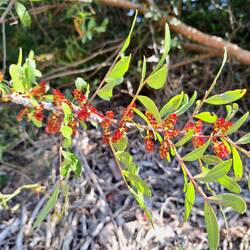Der Mastix-Strauch blüht