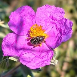 Zistrose mit Trauer-Rosenkäfer