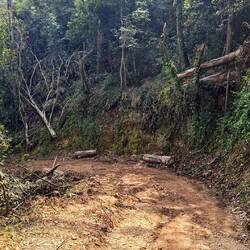 Onderweg nog steeds veel omgevallen bomen, foto Justus