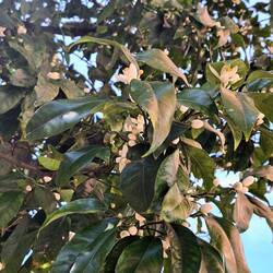 Orangenblüten in Reus