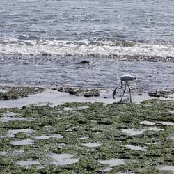 Bissl blass der Kamerad 🦩