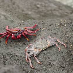 Mr. Crabs beobachtet