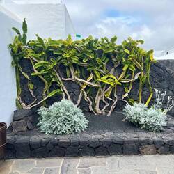 Begrünte Wand im Museo