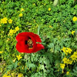 Mohn