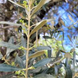 Olivenbaumknospen kurz vor der Blüte