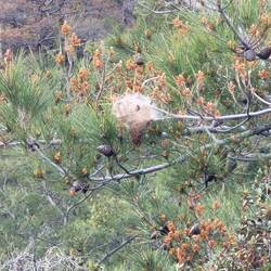 Verdächtige Nester in den Bäumen