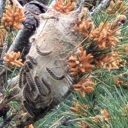 Nester des Pinien-Prozessionsspinners (Thaumetopoea pityocampa), besitzen auch giftige Brennhaare